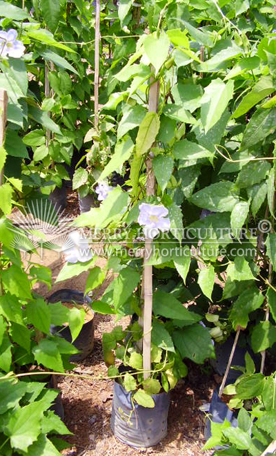 Thunbergia grandiflora